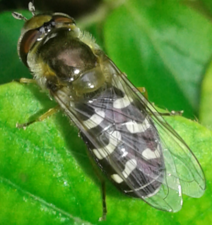 Syrphidae : Scaeva pyrastri